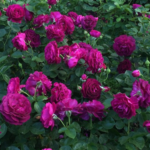 Кремово-белая - Лазающая плетистая роза (клаймбер) 